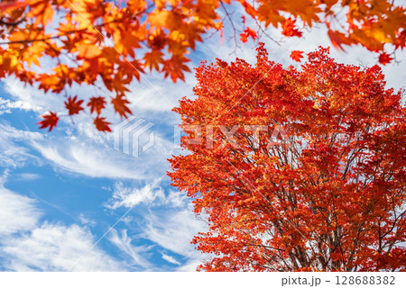 【乗鞍高原の秋】一の瀬園地・真っ赤な『大カエデ』 128688382