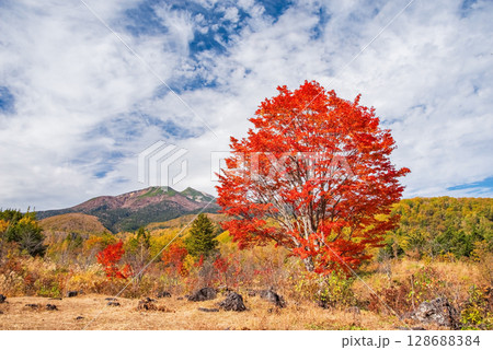 【乗鞍高原の秋】一の瀬園地の『大カエデ』 128688384