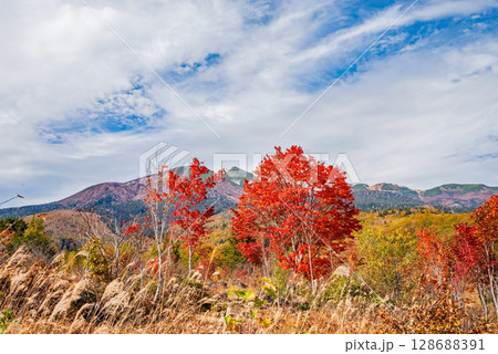 【乗鞍高原の秋】一の瀬園地の『大カエデ』 128688391