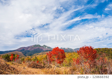 【乗鞍高原の秋】一の瀬園地の『大カエデ』 128688392