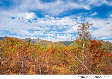 【乗鞍高原の秋】一の瀬園地の紅葉 【乗鞍高原の秋】一の瀬園地の紅葉 128688397