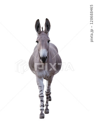 zedonk isolated on white background 128688465