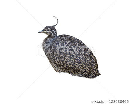 Elegant Crested Tinamou isolated on white background Elegant Crested Tinamou isolated on white background 128688466