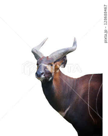 mountain bongo isolated on white background 128688467