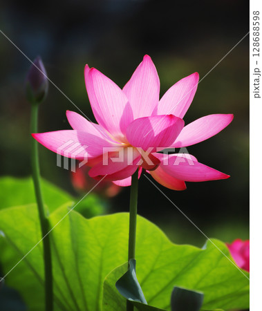 古代蓮の花 古代蓮の花 128688598