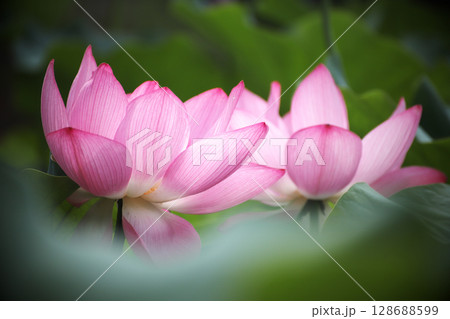 古代蓮の花 古代蓮の花 128688599