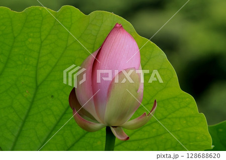初夏のたよりはすの花開花 128688620