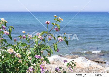 キプロス島の海と青い空とバーベナの写真 128689288