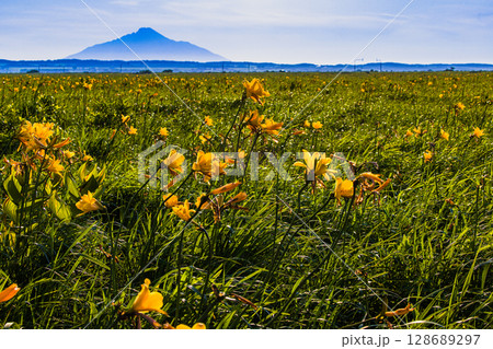 【北海道_天塩郡_サロベツ原野】夏のサロベツ原生花園より利尻富士を望む 128689297