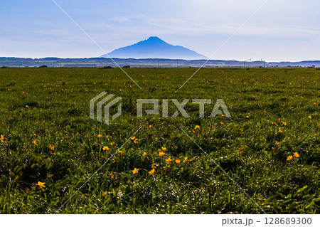 【北海道_天塩郡_サロベツ原野】夏のサロベツ原生花園より利尻富士を望む 【北海道_天塩郡_サロベツ原野】夏のサロベツ原生花園より利尻富士を望む 128689300