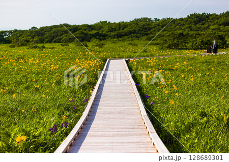 【北海道_天塩郡_サロベツ原野】夏のサロベツ原生花園 【北海道_天塩郡_サロベツ原野】夏のサロベツ原生花園 128689301