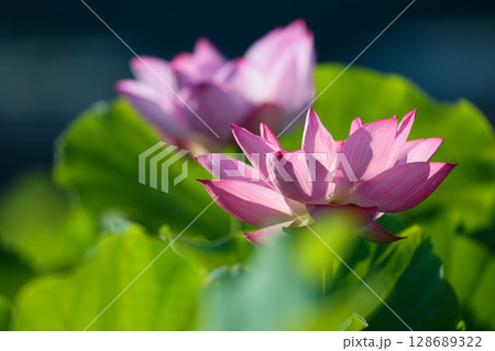 美しい蓮の花 美しい蓮の花 128689322