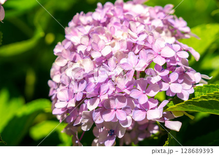 紫陽花の季節～梅雨明け宣言～ 128689393