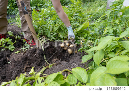 ジャガイモの収穫(キタカムイ) ジャガイモの収穫(キタカムイ) 128689642