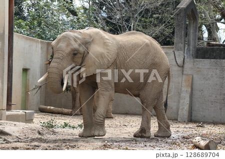 アフリカゾウ 128689704