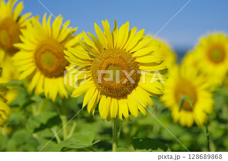 太陽に向かって咲くひまわり 128689868
