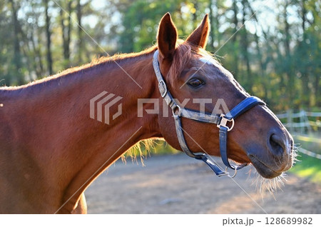 A beautiful horse is grazing on a green meadow on a sunny day. Concept for animals and nature. 128689982
