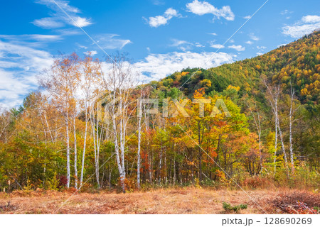 【秋の乗鞍高原】一の瀬園地のカラフルな紅葉 128690269
