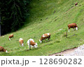 Grazing cows on a hillside in Tyrol 128690282