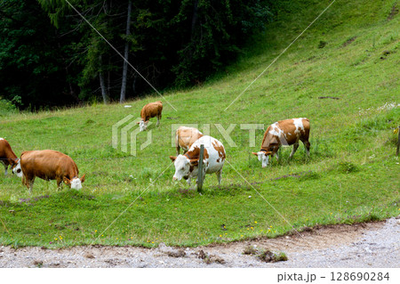 Cows grazing in green alpine meadows Cows grazing in green alpine meadows 128690284