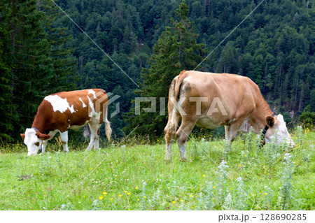 Cattle grazing peacefully Cattle grazing peacefully 128690285