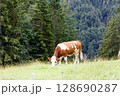Grazing cow in a lush meadow 128690287