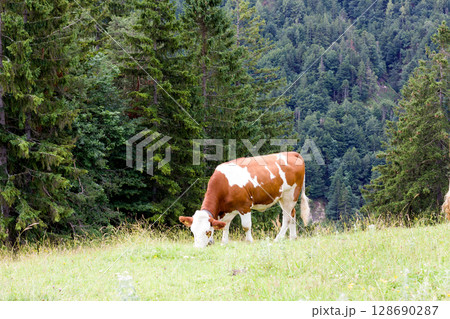 Grazing cow in a lush meadow Grazing cow in a lush meadow 128690287