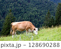 Cows grazing peacefully in the mountains 128690288