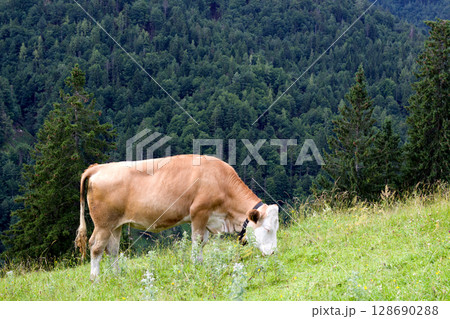 Cows grazing peacefully in the mountains Cows grazing peacefully in the mountains 128690288