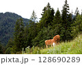 Cows grazing peacefully in the Tyrol region 128690289