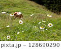 Flower-filled meadow in Tyrol 128690290