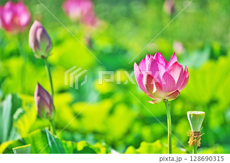 赤いハスの花（夏、七月） 128690315