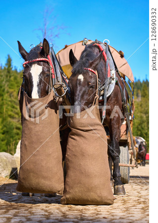 Two horses with harnesses and feed bags stand in front of tourist carriage in mountain area. Eco-friendly travel and traditional transport at Morskie Oko in Poland 128690332