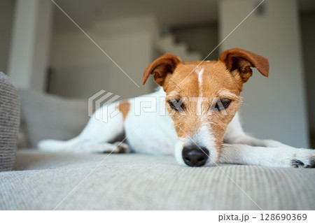 Sad Jack Russell Terrier dog lying on sofa. Lonely pet waiting for owner at home. Concept of loneliness, sadness and pet emotions Sad Jack Russell Terrier dog lying on sofa. Lonely pet waiting for owner at home. Concept of loneliness, sadness and pet emotions 128690369