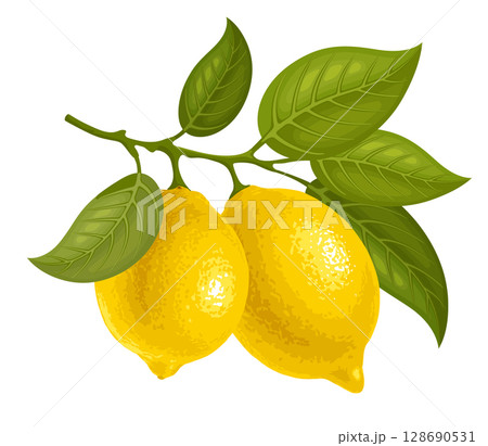 Two Lemons On The Branch 128690531