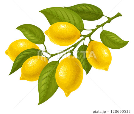 Lemons On The Branch 128690535
