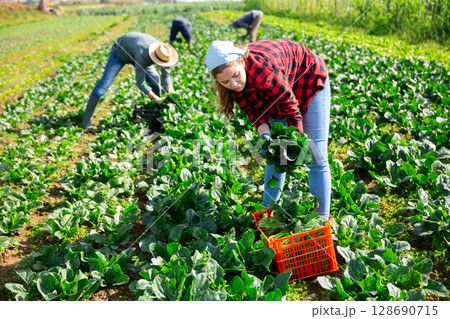 Female farmer harvests chard on the field and puts in plastic box for sale in market Female farmer harvests chard on the field and puts in plastic box for sale in market 128690715