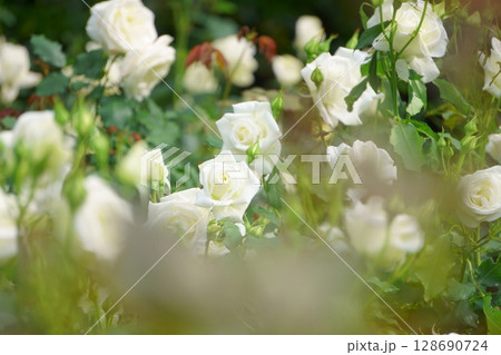 満開の白いバラ　ブライダルホワイト 128690724