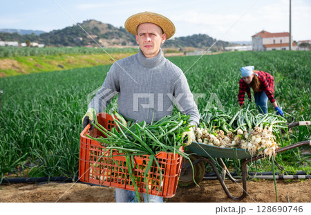 Farmer carrying box with green onions on farm plantation 128690746