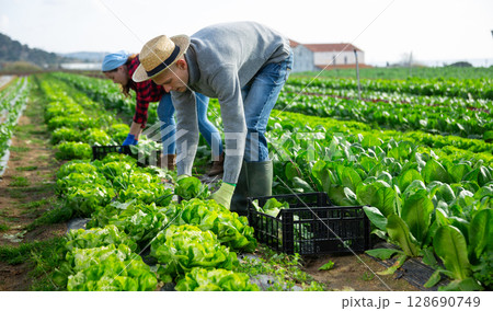 Gardeners husband and wife picking harvest of green lettuce Gardeners husband and wife picking harvest of green lettuce 128690749