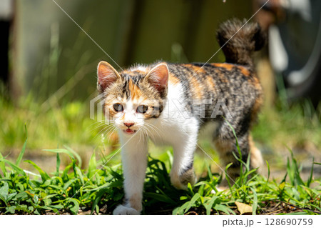 ザ・ワイルドキャット3 ザ・ワイルドキャット3 128690759