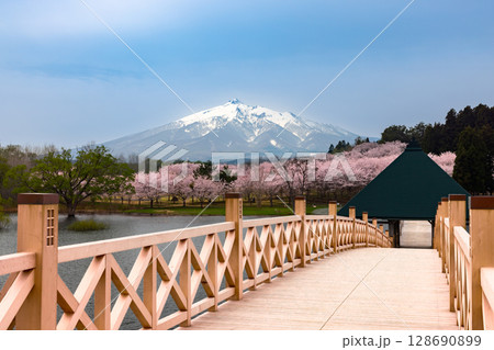 青森県北津軽郡鶴田町　津軽富士見湖に架かる木造三連太鼓橋の鶴の舞橋と富士見湖パークの桜と残雪の岩木山 128690899