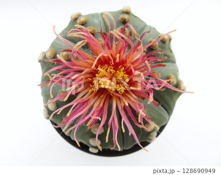 赤花細弁咲瑠璃兜 赤花細弁咲瑠璃兜 128690949