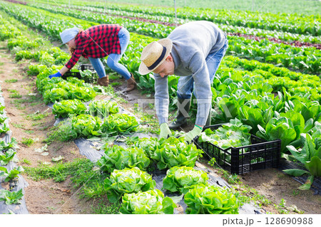 Gardeners husband and wife picking harvest of green lettuce Gardeners husband and wife picking harvest of green lettuce 128690988