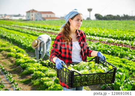 Female farmer carries box with harvest of salad 128691061