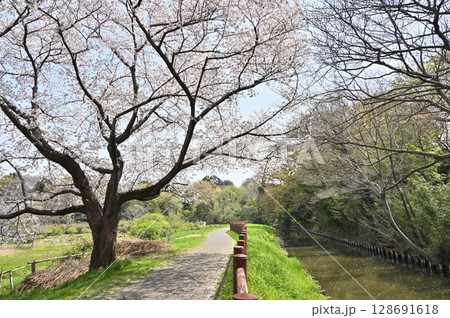 見沼田圃・見沼代用水東縁 緑のトラスト保全第1号地 見沼田圃・見沼代用水東縁 緑のトラスト保全第1号地 128691618