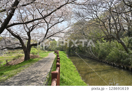 見沼田圃・見沼代用水東縁 緑のトラスト保全第1号地 見沼田圃・見沼代用水東縁 緑のトラスト保全第1号地 128691619