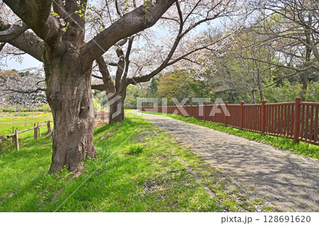 見沼田圃・見沼代用水東縁　緑のトラスト保全第1号地 128691620