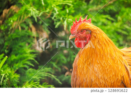 Close-up of a red rooster with vibrant feathers standing near green bushes on a sunny day Close-up of a red rooster with vibrant feathers standing near green bushes on a sunny day 128691622