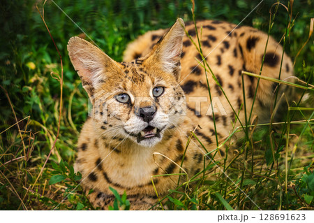 Spotted serval cat with blue eyes lying in grass and looking forward with open mouth Spotted serval cat with blue eyes lying in grass and looking forward with open mouth 128691623